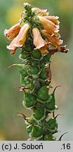 Digitalis parviflora (naparstnica drobnokwiatowa)