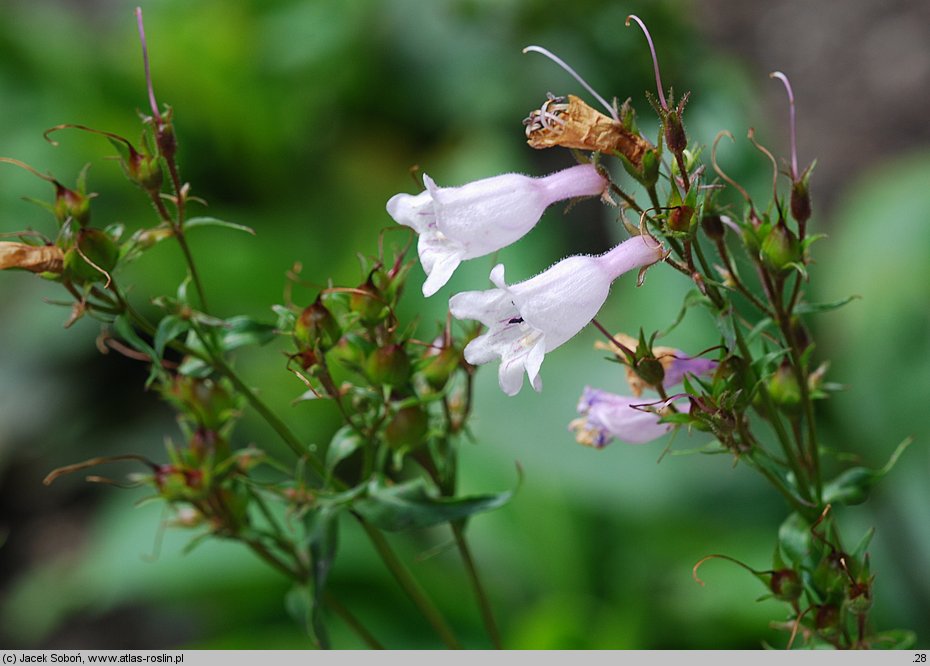 Penstemon venustus