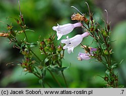 Penstemon venustus