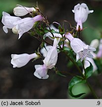 Penstemon venustus