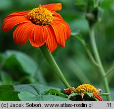 Tithonia rotundifolia (titonia okrągłolistna)