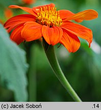 Tithonia rotundifolia (titonia okrągłolistna)