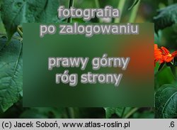 Tithonia rotundifolia (titonia okrągłolistna)