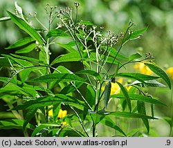 Vernonia noveboracensis (wernonia nowojorska)