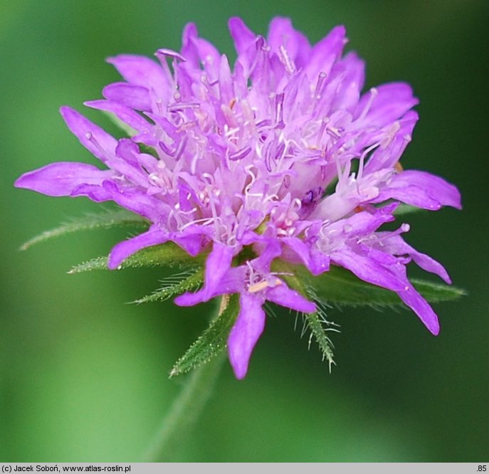 Scabiosa holosericea