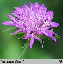 Scabiosa holosericea