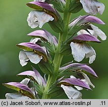 Acanthus spinosus