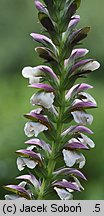 Acanthus spinosus