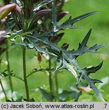 Acanthus spinosus