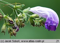 Strobilanthes attenuata (strobilant zwężony)