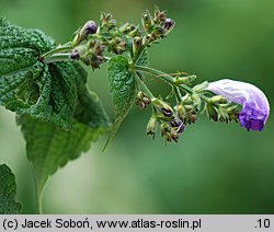 Strobilanthes attenuata (strobilant zwężony)