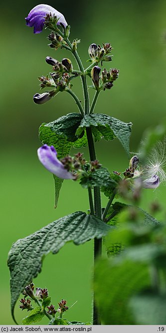 Strobilanthes attenuata (strobilant zwężony)