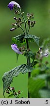 Strobilanthes attenuata (strobilant zwężony)