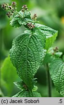 Strobilanthes attenuata (strobilant zwężony)