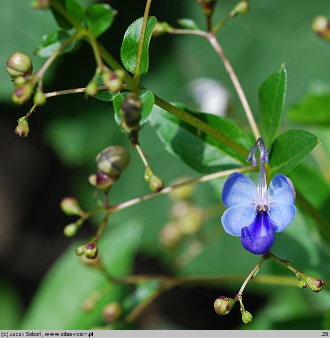 Rotheca myricoides ssp. myricoides