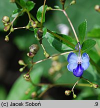 Rotheca myricoides ssp. myricoides