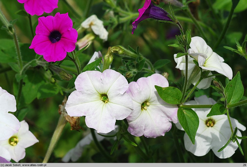 Petunia violacea