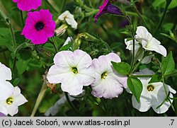 Petunia violacea