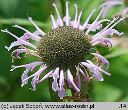 Monarda didyma (pysznogłówka szkarłatna)