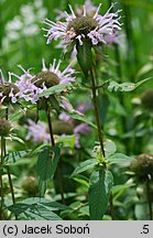 Monarda didyma (pysznogłówka szkarłatna)