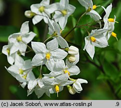 Solanum jasminoides