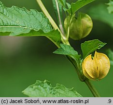 Nicandra physalodes (nikandra miechunkowa)