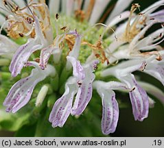 Monarda fistulosa (pysznogłówka dęta)