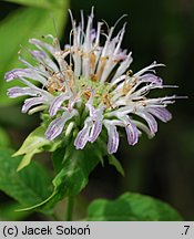 Monarda fistulosa (pysznogłówka dęta)