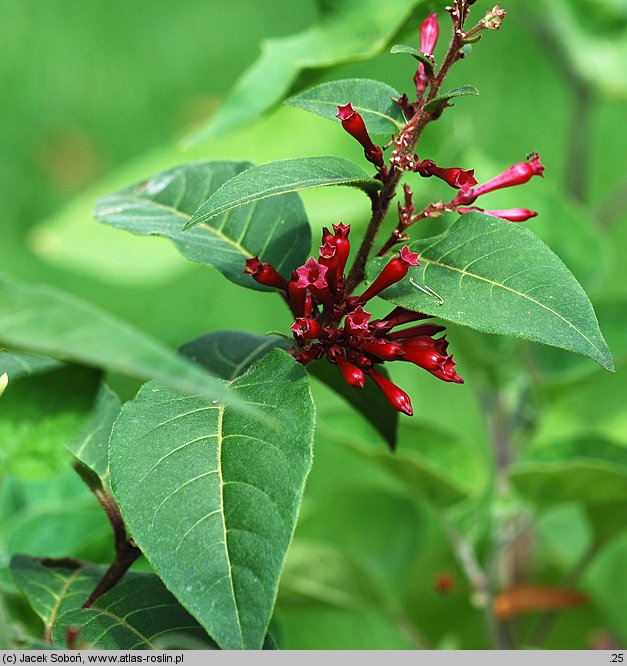 Cestrum elegans (pieczennik wytworny)