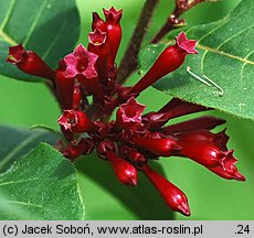 Cestrum elegans (pieczennik wytworny)