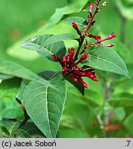 Cestrum elegans (pieczennik wytworny)