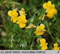 Viola ×williamsii (fiołek Williamsa)