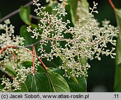 Poliothyrsis sinensis