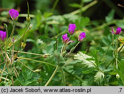 Erodium manescavii (iglica pirenejska)