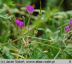 Erodium manescavii (iglica pirenejska)