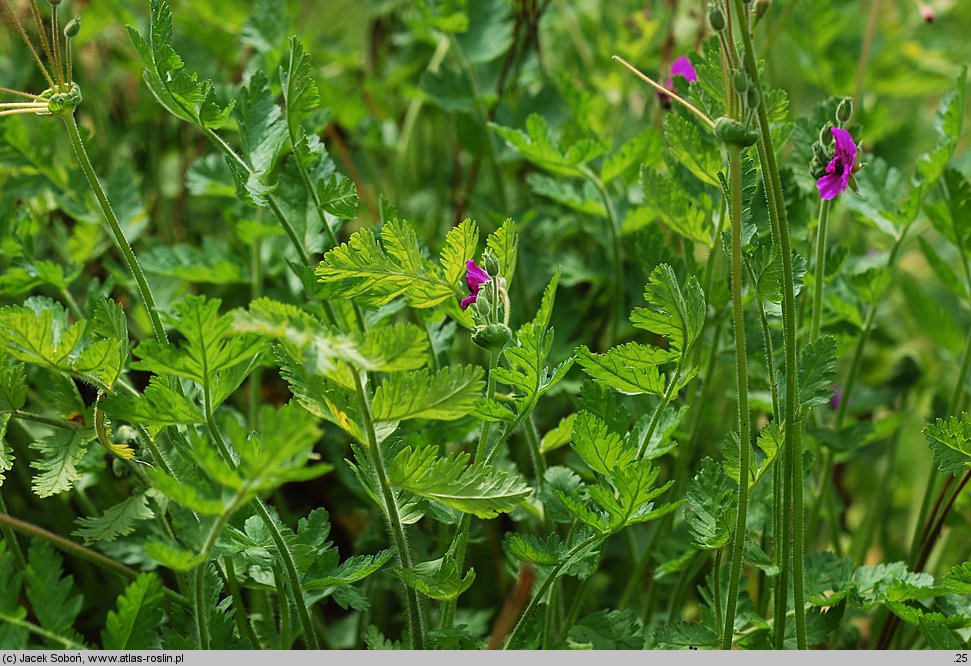 Erodium manescavii (iglica pirenejska)