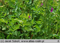 Erodium manescavii (iglica pirenejska)