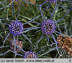 Eryngium caeruleum