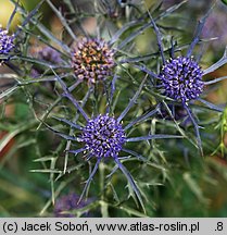 Eryngium caeruleum