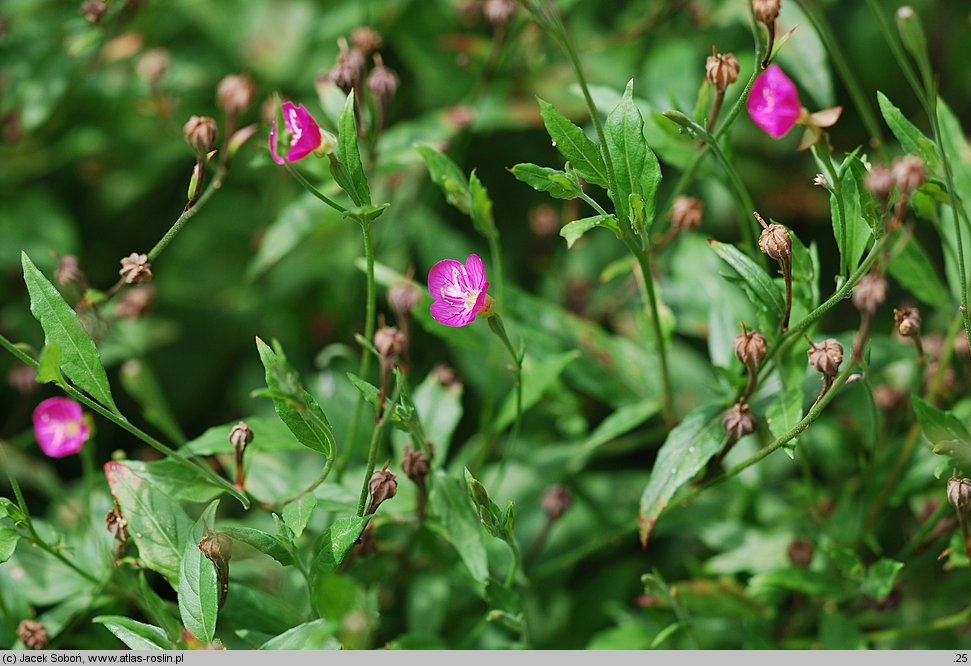 Oenothera rosea