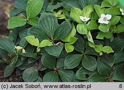 Cornus canadensis (dereń kanadyjski)