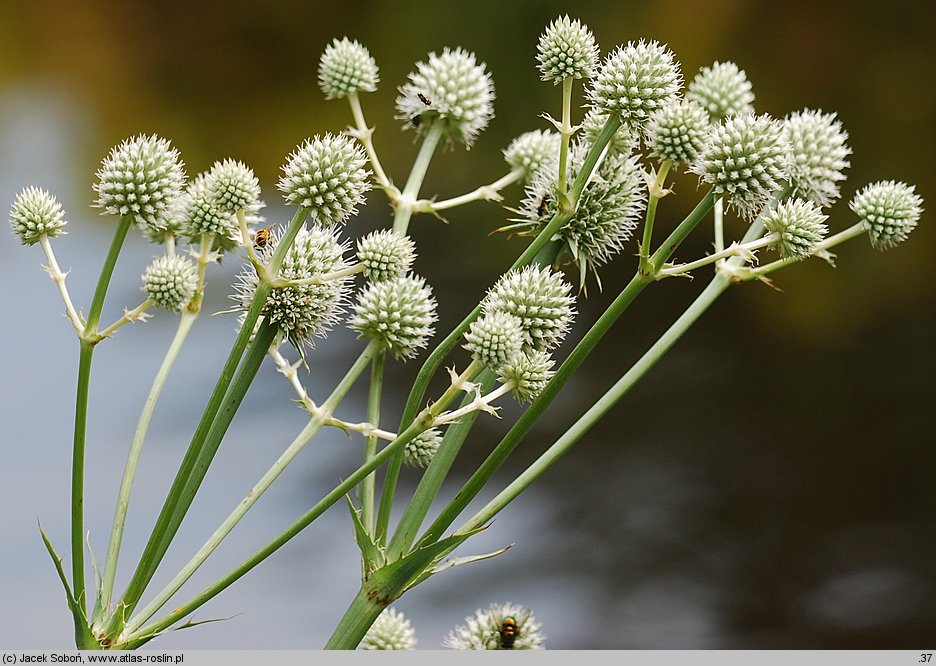 Eryngium aquaticum (mikołajek nadwodny)