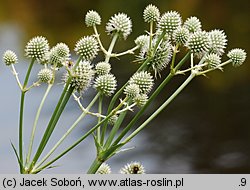 Eryngium aquaticum (mikołajek nadwodny)