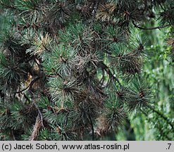 Pinus nigra (sosna czarna)