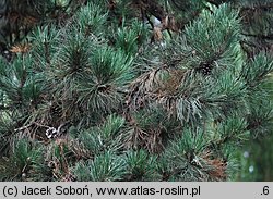 Pinus nigra (sosna czarna)