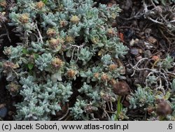 Teucrium musimonum