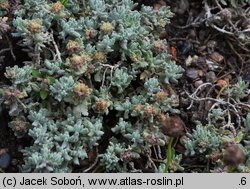 Teucrium musimonum