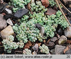 Sedum dasyphyllum (rozchodnik brodawkowaty)