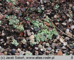 Sedum dasyphyllum (rozchodnik brodawkowaty)