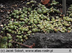 Sempervivum arachnoideum (rojnik pajęczynowaty)